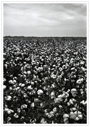 Cotton Field, MS